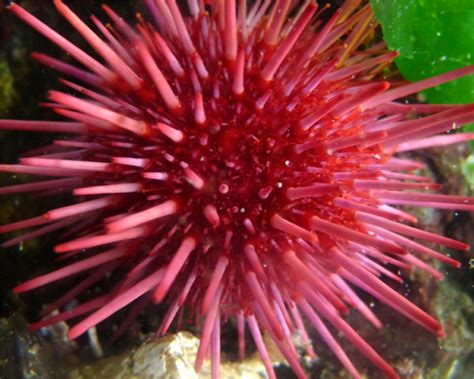 Red Sea Urchin - vic high