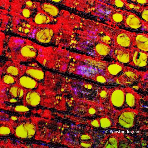 Microscopy Wood | Microbus Microscope Educational Website