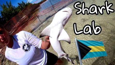 Bimini Shark Lab 🦈 Bahamas 🏝🇧🇸 - YouTube