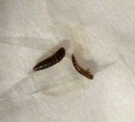 Brown Worms Found In Carpet - Carpet Vidalondon