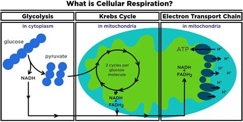 Cellular Respiration Steps And Location