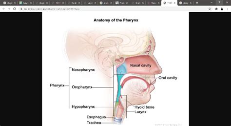 Anatomi Faring [National Cancer Institute (2019) ] | Download Scientific Diagram