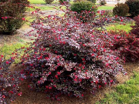 loropetalum ruby | Colorful shrubs, Trees and shrubs, Landscaping plants