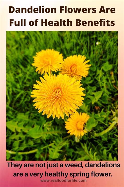 Dandelion Flower Health Benefits Make Them Good For Us - Do Eat Some