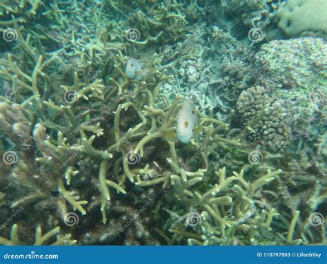 Sealife of Mystery Island, Aneityum, Vanuatu Stock Image - Image of ...