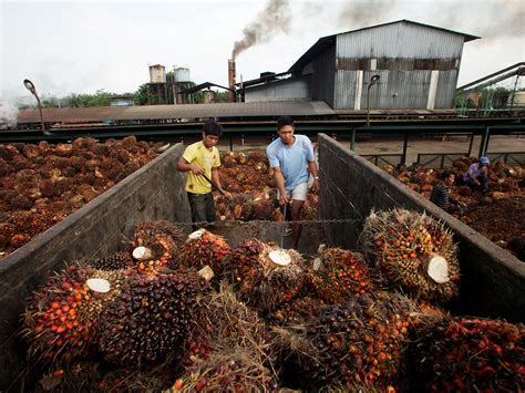 The oil rush in the tropics: Palm oil farming wreaking environmental h – Whole Forest