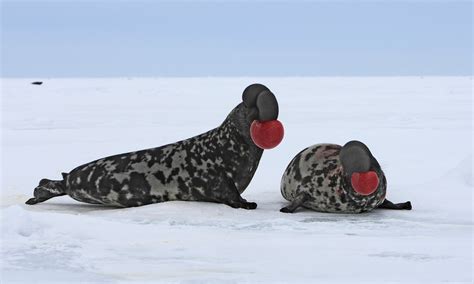 Hooded Seals: Characteristics, reproduction, habitat and more