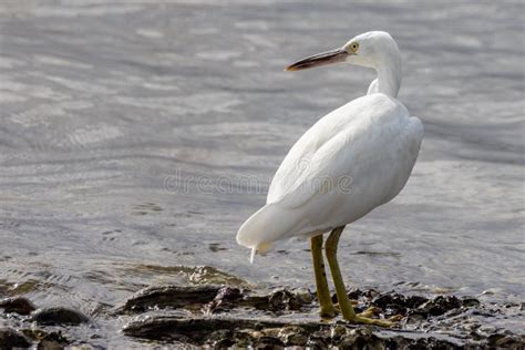 White Morph Eastern Reef Egret in Queensland Australia Stock Photo - Image of ardea, australasia ...