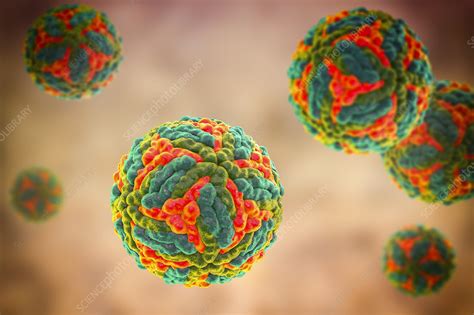 St. Louis encephalitis virus particles, illustration - Stock Image ...