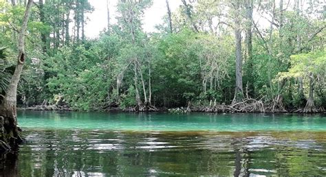 Silver Springs Boat Tour | Rusty Anchor Boat Tours