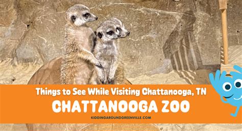 The Chattanooga Zoo: Feed Giraffes and Meet Red Pandas