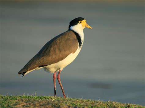 Chicks on the Beach | The Friends of the Heysen Trail