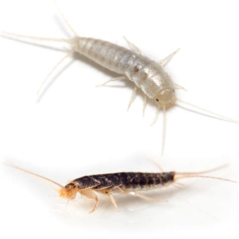 Silverfish vs Firebrat | Dixie Exterminators, Inc.