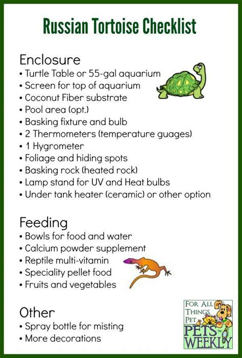 Your Guide to Russian Box Tortoises - PetsWeekly.com