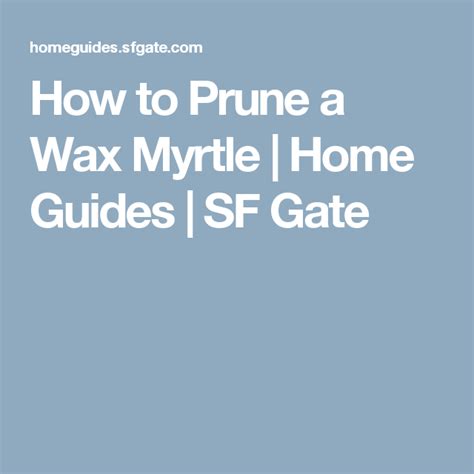 How to Prune a Wax Myrtle | Cedar trees, Shade perennials, Soil