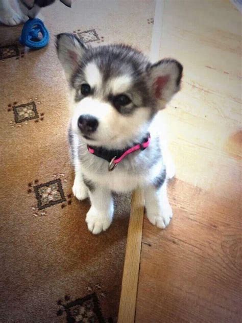 Corgi Husky mix. Corgi Husky Mix, Husky Dogs, Wolf Dogs, Pomsky, Beautiful Dogs, Animals ...