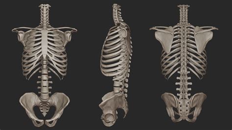 Human Skeletal Torso High Poly 3D model | CGTrader