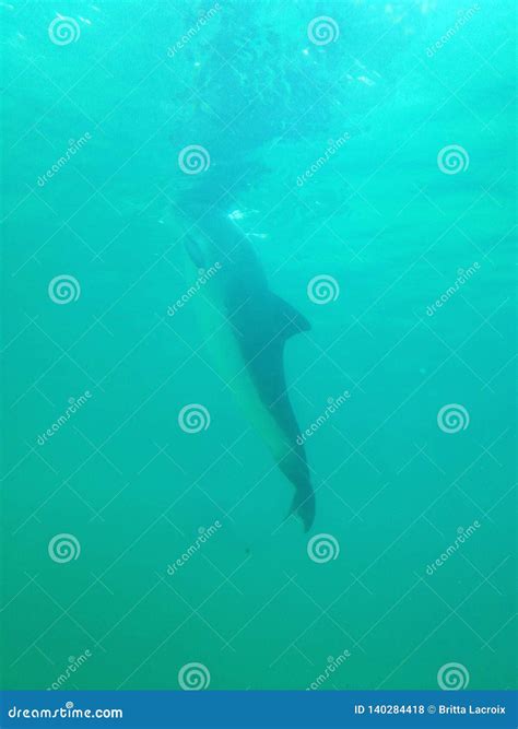 Blunt-nosed Dolphin in Blue Water Stock Photo - Image of blue, aquarium ...