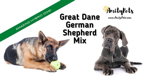 Great Dane German Shepherd Mix [do they make good family pets?] – Amity Pets