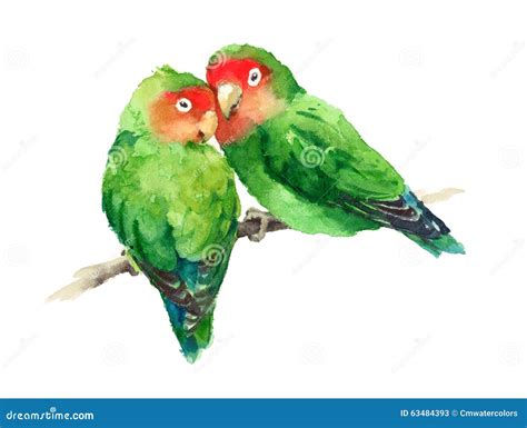 Two Lovebirds Watercolor Exotic Bird Love Illustration Hand Drawn Stock ...