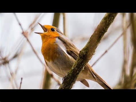 Relaxing Bird Sound Effect - Morning Bird Sounds - Morning in the ...