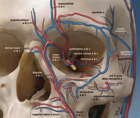 Anatomy Mapping Foramina : 1000+ images about Neuroanatomy on Pinterest | Cranial ... : Order to ...