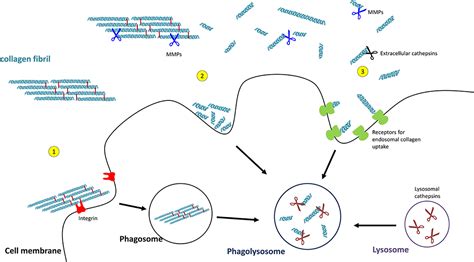 Frontiers | Collagen Biosynthesis, Processing, and Maturation in Lung ...