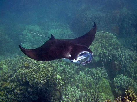 The Anatomy of Manta Rays | Sea Paradise