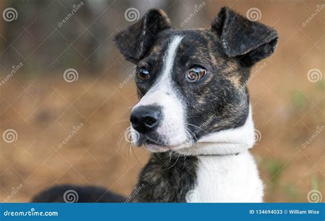 Brindle Whippet Terrier Mixed Breed Dog Portrait Stock Image - Image of pine, leash: 134694033