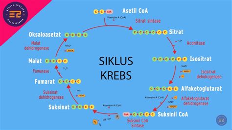 Siklus Krebs Konsep 8 Tahapan Dan Penjelasannya Serta Manfaat | Porn ...