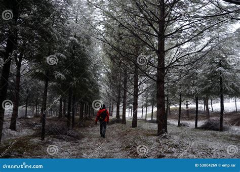 Walking man stock image. Image of trees, walkingaway - 53804269