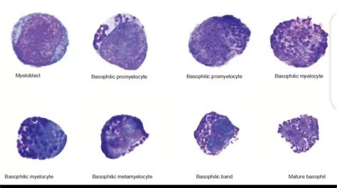 Basophilic Myelocyte