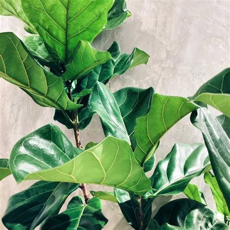 The Benefits of Owning a Fiddle Leaf Fig Tree