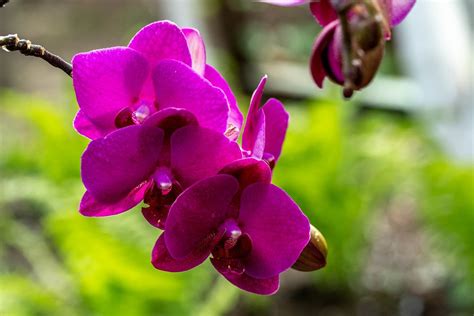 Purple Hydrangea Flowers Close Up - Creative Commons Bilder
