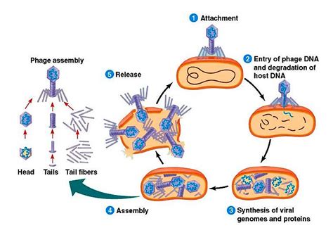 Which Best Describes Transduction In Bacteria - Quotes Trendy