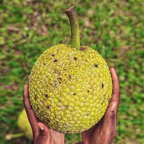 Breadfruit Trees for Sale | BrighterBlooms.com