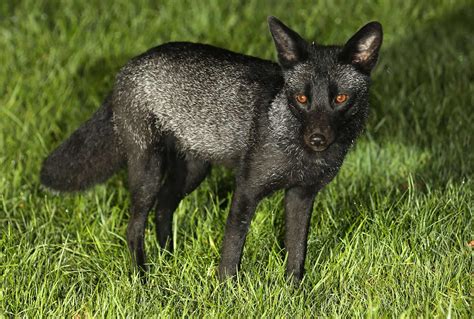 Has 'Britain's rarest animal' mated? Flurry of black fox sightings spark rumours they're breeding