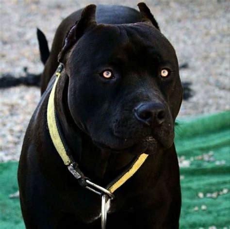 They are good (panther) dogs, Brent. #pitbull | Dogs, Bully breeds dogs ...