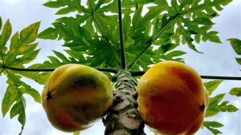 PAPAYA LEAF JUICE BENEFITS | Clamor World