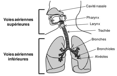 Les Parties Du Systeme Respiratoire