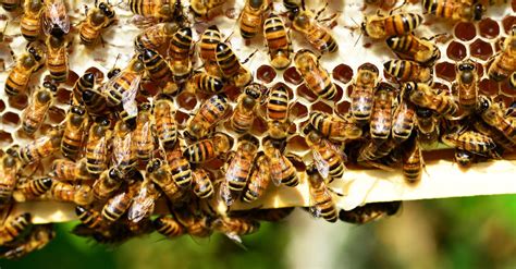 Photo gratuite de abeilles, alvéole, gros plan