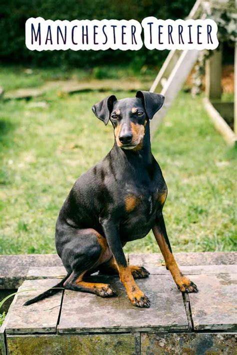 Manchester Terrier - A Little Known Gem Among Dog Breeds