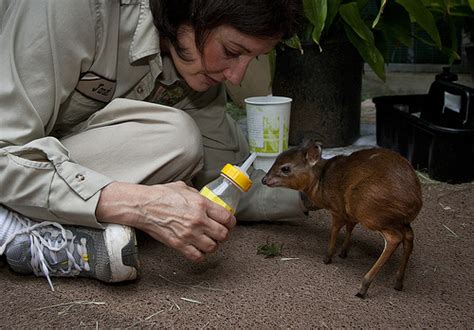 The Royal Antelope Isn’t King-Sized - Baby Animal Zoo