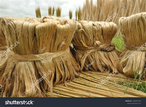 2,711 Jute field Images, Stock Photos & Vectors | Shutterstock