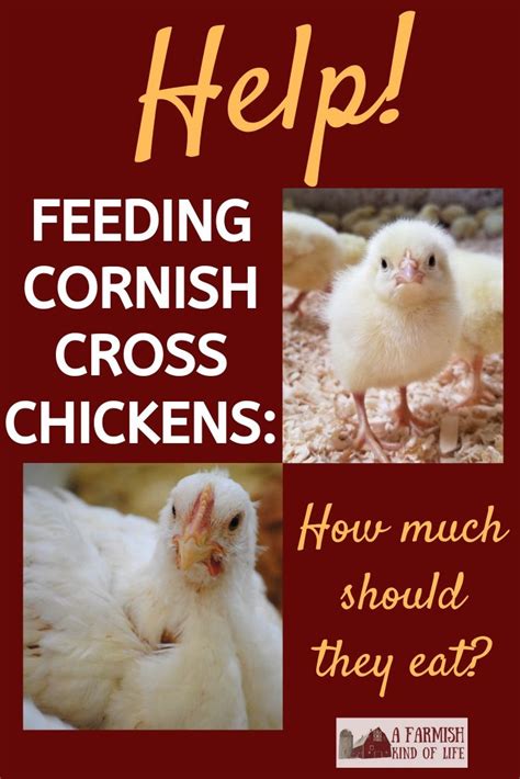 Feeding Cornish Cross Chickens: How Much Should They Eat? - A Farmish ...