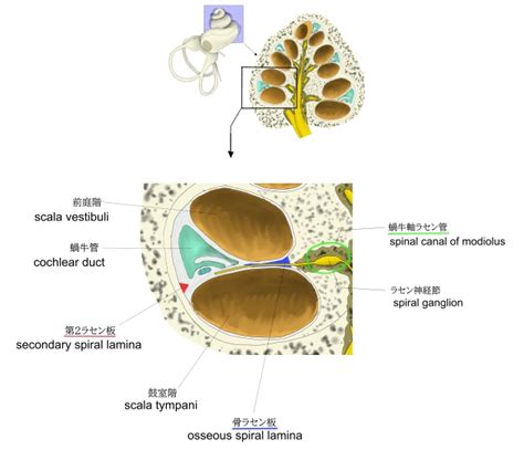 Visual Anatomy 視覚解剖学