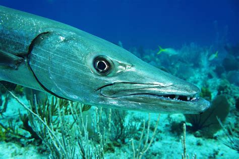 Interesting Facts About Barracuda Fish You Can't Afford to Miss