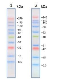 Prestained Protein Ladder – Extra broad molecular weight (6.5 – 270 kDa) (ab234592)