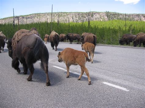 Kyla's Adventures: Day 2 in Yellowstone: Buffalo Stampede