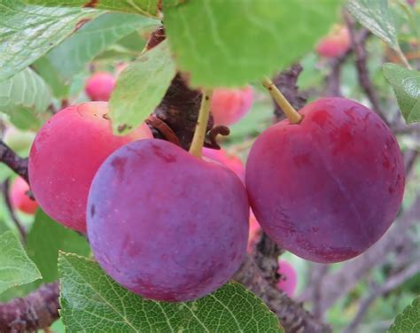 Nature on the Edge of New York City: Berry Time in Lower New York Bay